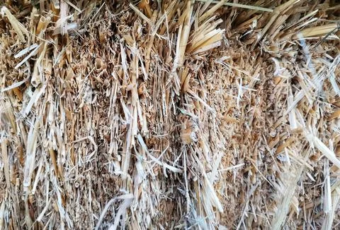 The straw in the haystack. Stock Photos