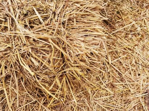 Straw in the haystack. Stock Photos