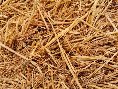 Straw in the haystack. Stock Photos