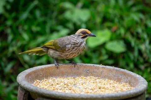Straw-headed Bulbul, a critically endangered songbird Stock Photos