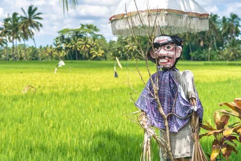 Straw man guarding the rice fields in the Tegallalang area in Bali with palmt Stock Photos