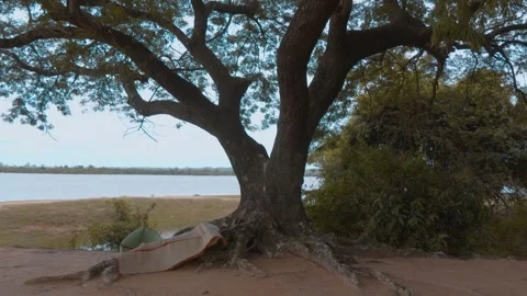 A straw mat for resting between powerful roots in the shade of large tree crown Stock Footage 318708659