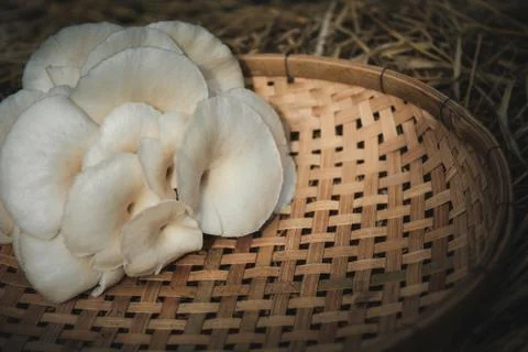 Straw mushrooms (Volvariella volvacea) in thailand Stock Photos