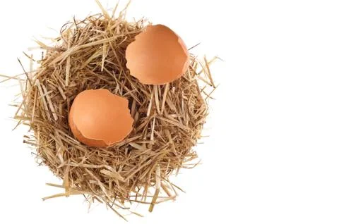 Straw nest with broken chicken eggshell Stock Photos