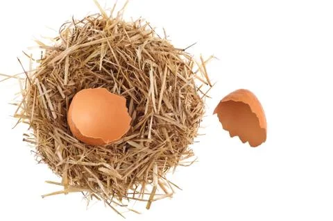 Straw nest with broken chicken eggshell Stock Photos