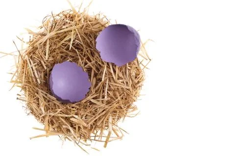 Straw nest with broken chicken eggshell Stock Photos