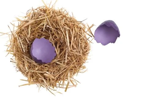 Straw nest with broken chicken eggshell Stock Photos