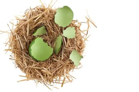 Straw nest with broken chicken eggshell Stock Photos