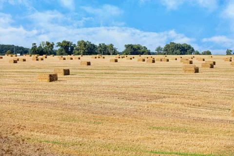 Straw is packed in rectangular sheaves on a wide harvested field against a bl Stock Photos