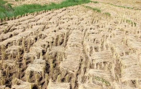 Straw pattern in the  paddy field after the harvest time. Foto stock