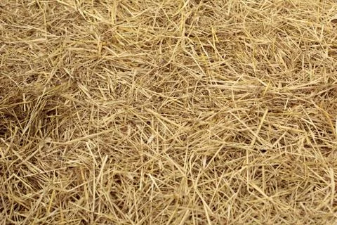 Straw Foto stock