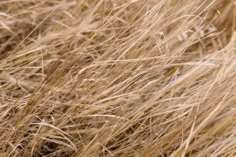 Straw Stock Photos