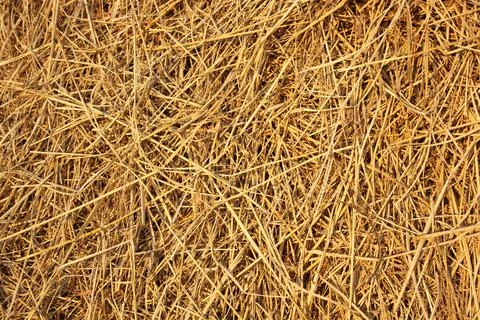 Straw Foto stock