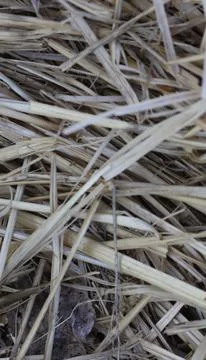 Straw Foto stock