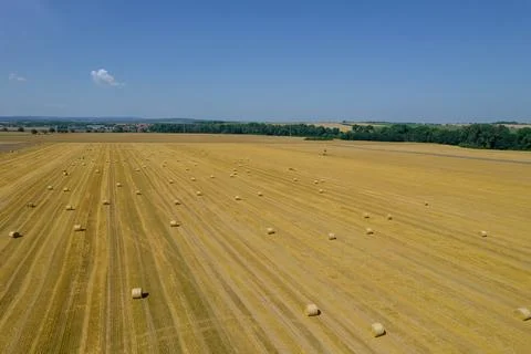 Straw pressed into rolls in rows lies on the field under the blue sky. Aerial Stock Photos