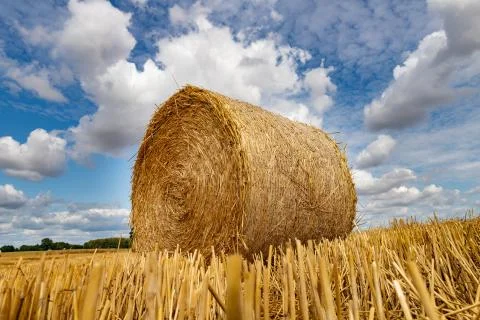 Straw pressed into round sheaves. Straw after mowing in bales in the field. Stock Photos