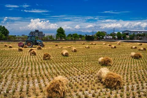 Straw rollers operating in the field. Many cylindrical piles of yellow straw. Stock Photos