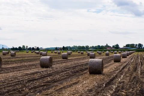 Straw rolls on a field. 스톡 사진