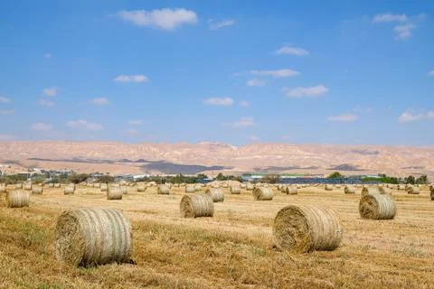 Straw rolls on the field. 写真素材
