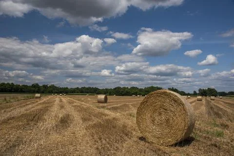 Straw rolls on the field Stock Photos