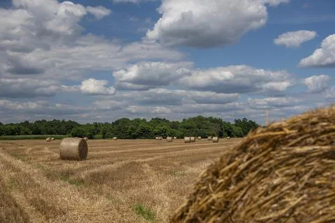 Straw rolls on the field Stock Photos