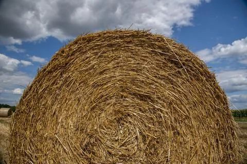 Straw rolls on the field Foto stock