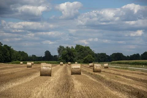 Straw rolls on the field Stock Photos