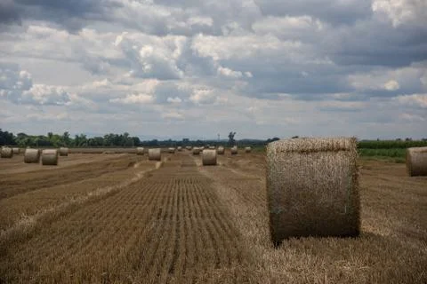 Straw rolls on the field Stock Photos