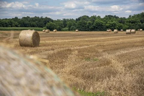 Straw rolls on the field Stock Photos