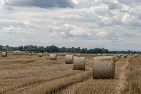 Straw rolls on the field Stock Photos