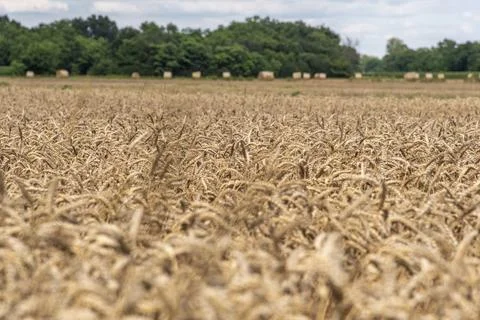 Straw rolls on the field Stock Photos