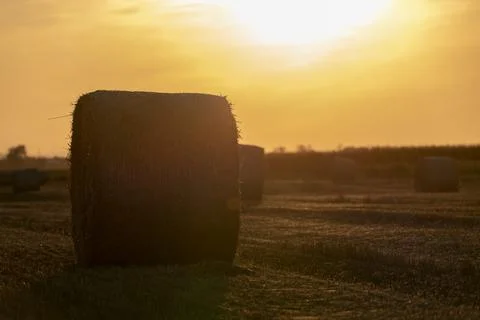 Straw rolls on the field Stock Photos