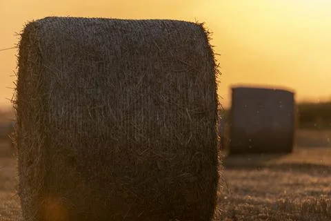 Straw rolls on the field Foto stock