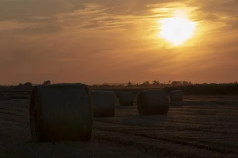 Straw rolls on the field Stock Photos