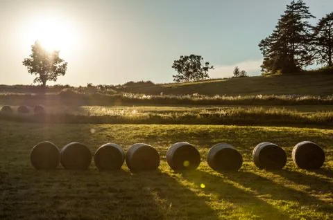 Straw rolls at sunset Stock Photos