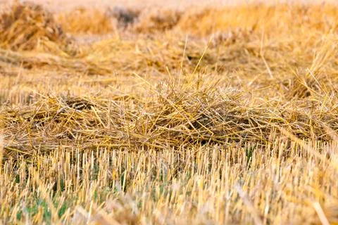 Straw soil crop Stock Photos