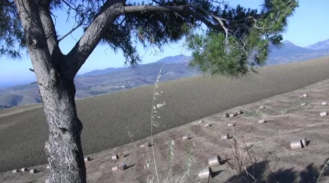 Straw in soils and pine Stock Footage 46098088
