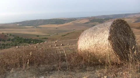 Straw in soils Stock Footage 46097398