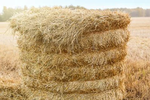 Straw stack in the field in the fall Stock Photos