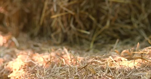 Straw stack, Hay bale natural, Straw background, Straw for organic advertising Stock Footage 334873090