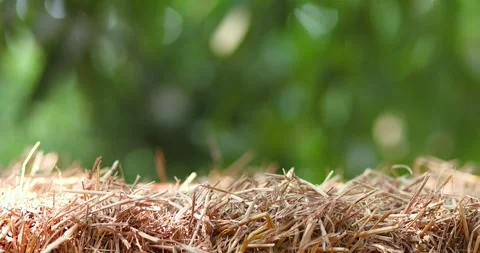 Straw stack, Hay bale in nature soft green bokeh background and sunlight, f.. Stock Footage 339427031