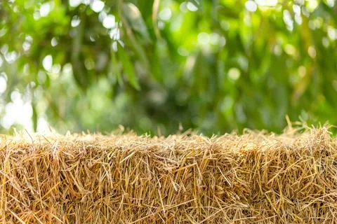 Straw stack, Hay bale in nature with soft green bokeh background and sunlight Stock Photos