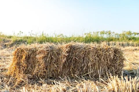 Straw stack, Hay bale as product display in field with clear sky and copy space Stock Photos