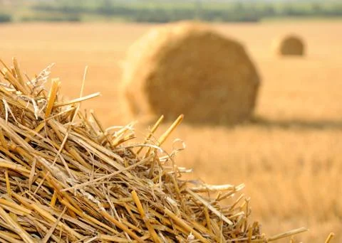Straw stacks Stock Photos