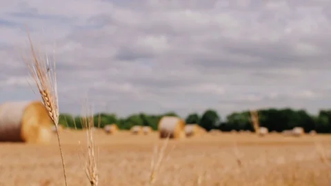 Straw steams in foreground. Bales of hay in a meadow. Bales of hay rolled and Stock Footage