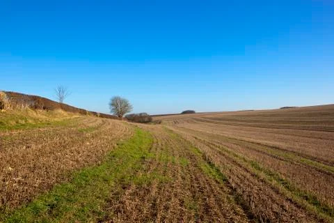 Straw stubble landscape Stock Photos