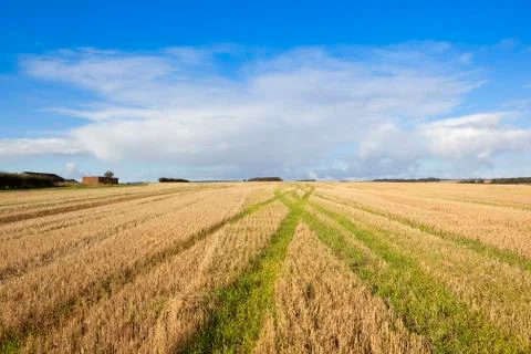 Straw stubble patterns in autumn Foto stock