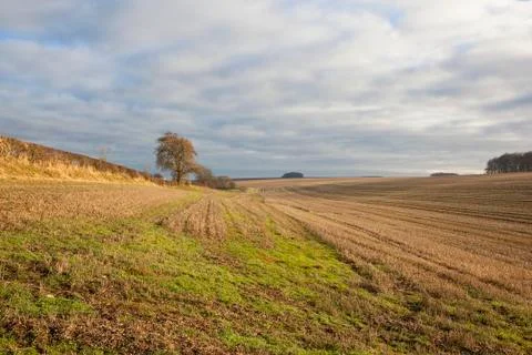 Straw stubble in winter Stock Photos