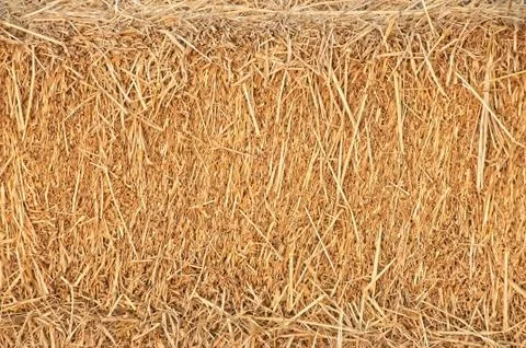 Straw surface, Reeds texture.  Thatch pack canvas, Straw pack texture Stock Photos