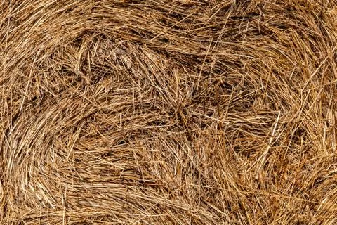 Straw texture. Background concept Stock Photos